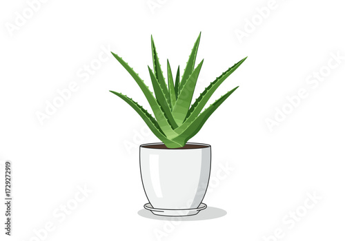 Potted Aloe Vera Plant in White Pot.
