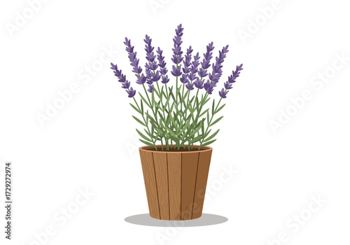 Potted Lavender Plant in Wooden Pot.