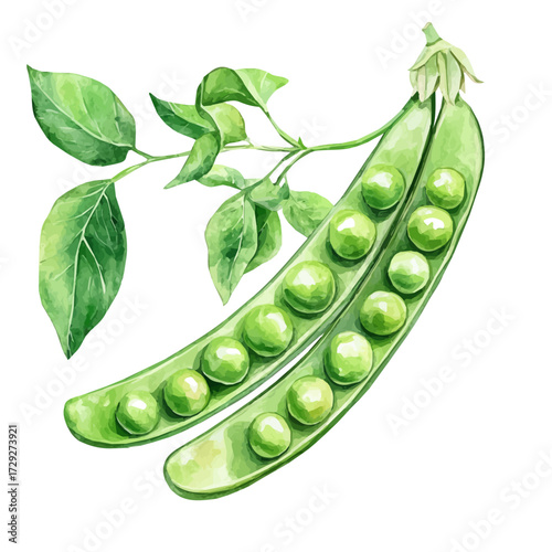Green Peas, watercolor painting vector, isolated on a white background.