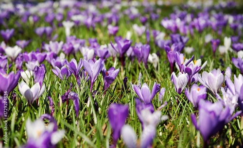 purple crocus flowers