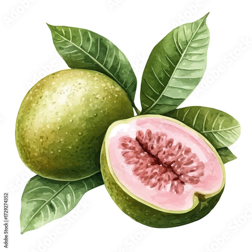 Guava, watercolor clipart vector, isolated on a white background.