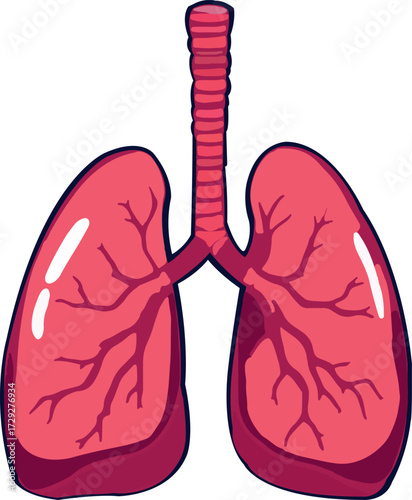 Human lungs representing healthy respiratory system and breathing