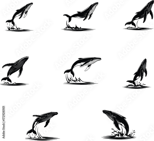 Whale breaching sequence, marine life silhouette, ocean wildlife illustration, dynamic jump poses, water splash, aquatic animal behavior, sea nature, biology education