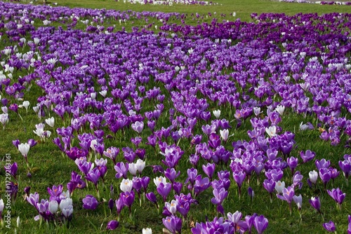 field of purple flowers