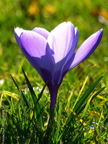 purple crocus flower