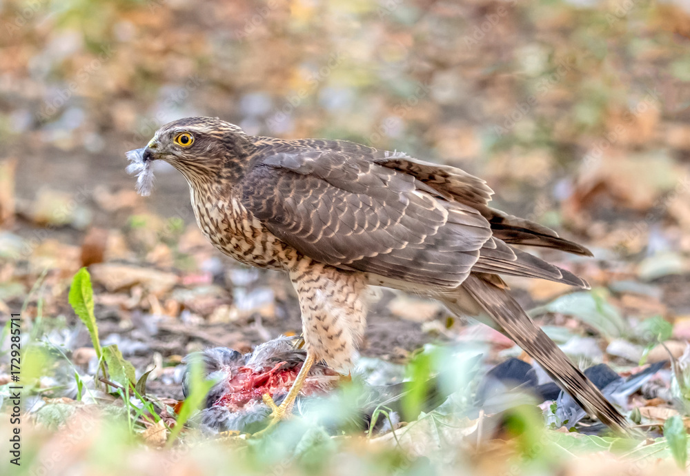 Obraz premium The Eurasian sparrowhawk