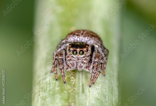 close up of a small spider