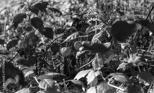 Monochrome shot of Physalis (Chinese Lantern) berries on the stem, set against a dark, busy forest background with strong natural sunlight and shadow.
