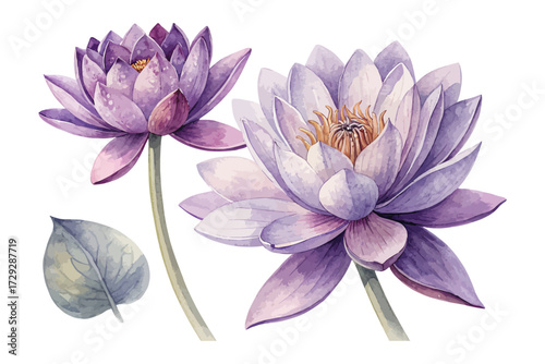 Watercolor Purple Lotus Flower illustration