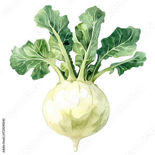 watercolor of Kohlrabi, vector, isolated on a white background.