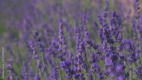 Close-up of lavender buds (Lavandula angustifolia) in summer field, delicate purple inflorescences with soft bokeh background, gentle breeze under diffused afternoon light