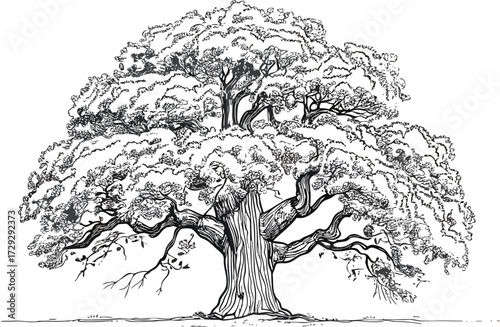 Detailed black and white ink drawing of a large mature oak tree