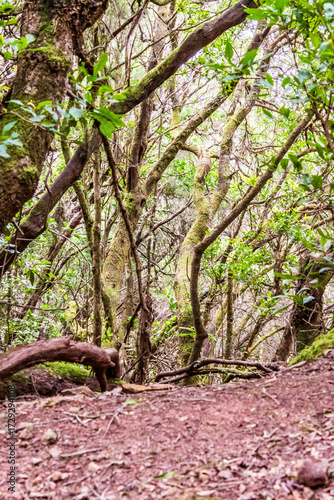 Parque rural de Anaga, Isla de Tenerife.
