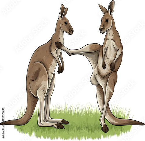 Vector, illustration, kangaroo animals fighting