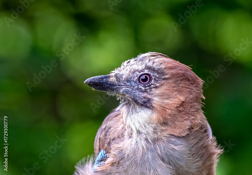 close up of a Eurasian jay
