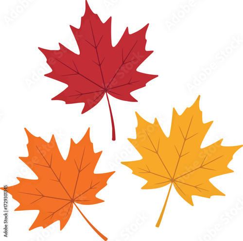 Vibrant maple leaves autumn colors isolated season change vector Hand drawn