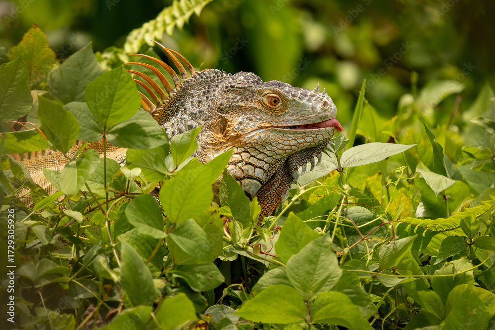 Obraz premium Close-up portrait of a green iguana resting in lush tropical vegetation, detailed reptile skin and spines, wildlife nature scene, exotic lizard in natural habitat, shallow depth of field.