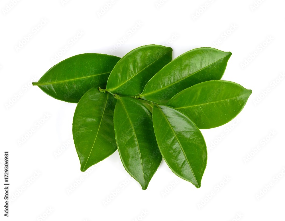 Fototapeta premium Fresh green leaves clustered together