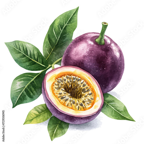Passion Fruit, watercolor illustration vector, isolated on a white background.
