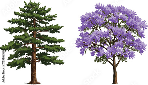 Beautiful green pine tree and blooming purple jacaranda tree illustration, natural forest plants, botanical landscape, seasonal nature concept, decorative artwork