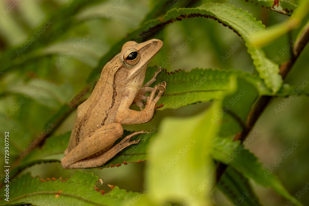 Obraz premium Golden tree frog (Polypedates leucomystax) clinging to a branch, its slender limbs and bright eyes highlighted against a lush tropical forest background.