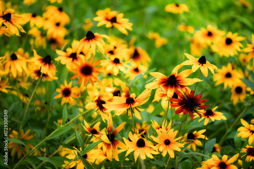 Wild golden chrysanthemums bloom with bright flowers, showcasing the beauty of nature