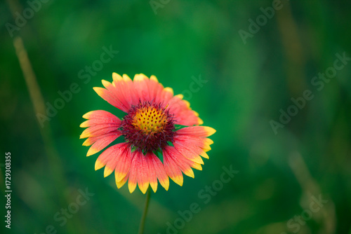 Summer blooming heavenly chrysanthemum, close-up of nature, plants, and flowers