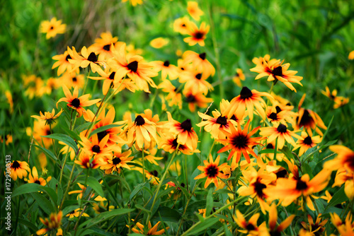 Wild golden chrysanthemums bloom with bright flowers, showcasing the beauty of nature