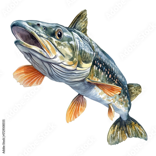 Pike, watercolor painting vector, isolated on a white background.