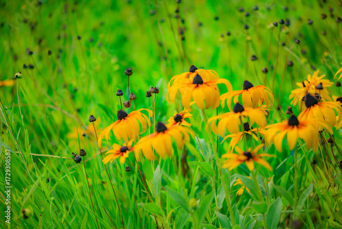 Wild golden chrysanthemums bloom with bright flowers, showcasing the beauty of nature