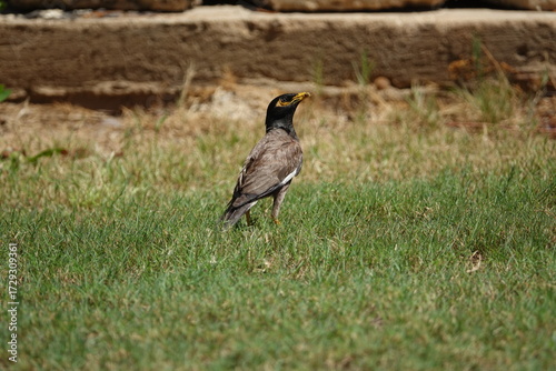 the beautifully colored common myna (Acridotheres tristis)