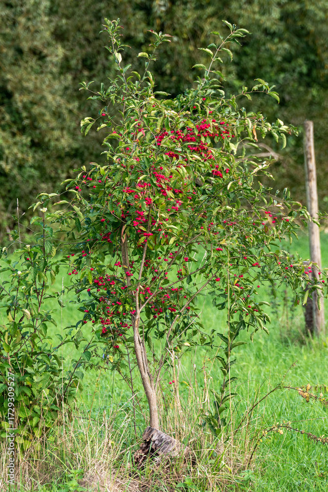 Fototapeta premium Small green tree with vibrant red berries.