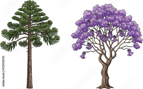Beautiful pine tree and jacaranda purple flowering tree illustration, detailed botanical vector artwork, isolated nature design, decorative garden element, forest