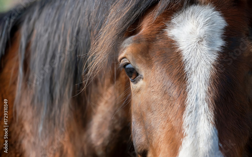 Close-Up Portrait of a Brown Horse with White Blaze and Expressive Eye, High-Resolution Animal Photography Highlighting Fur Texture, Mane Detail, and Equine Beauty