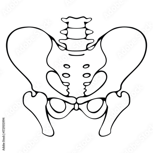 Human pelvis bone anatomy illustration human anatomy
