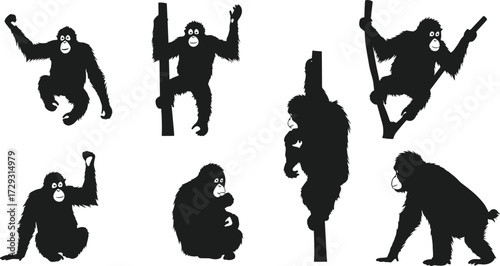 Gibbon and orangutan vector silhouettes set, climbing hanging sitting and walking poses, wild monkey ape illustration for jungle wildlife design