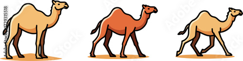 Three camels walking