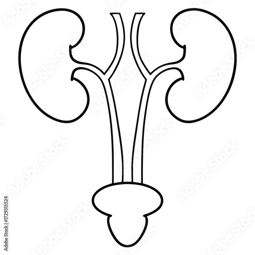 Human urinary system line art kidneys ureters