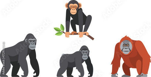 Various primate species illustration
