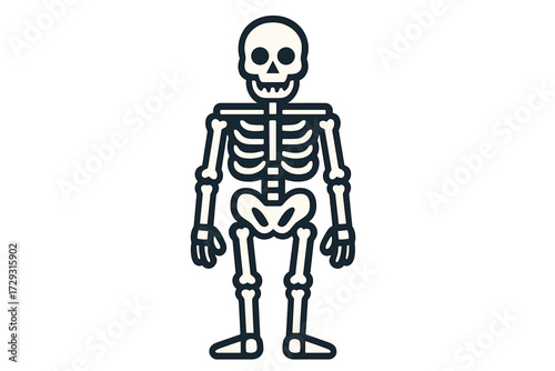 Anatomical Human Skeleton Diagram