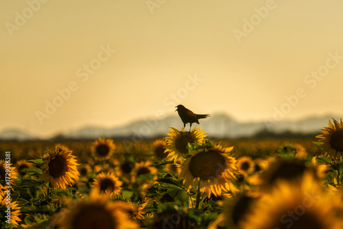 Arizona Sunflower Field