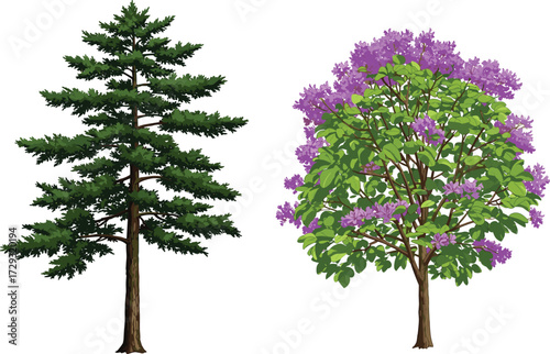 Coniferous tree, flowering tree, purple blossoms, green foliage, seasonal contrast, forest diversity, botanical landscape, tree comparison, nature scene, vibrant canopy