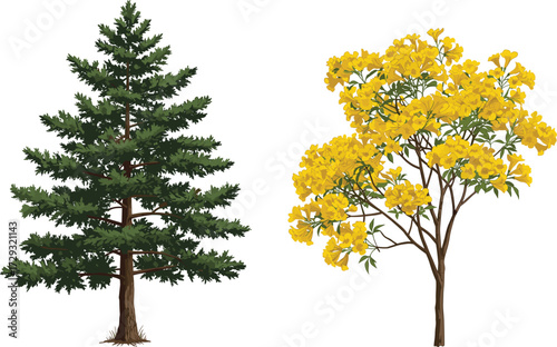 Coniferous tree, flowering tree, yellow blossoms, green foliage, seasonal contrast, forest diversity, botanical landscape, tree comparison, nature scene, vibrant canopy