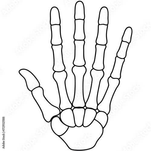 Stylized human hand bones illustration human hand skeleton
