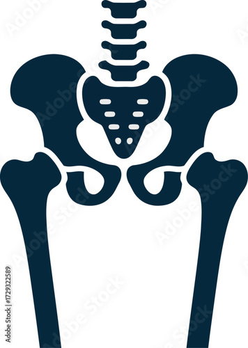 Human pelvis skeleton anatomy illustration medical science healthcare vector