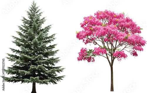 Evergreen pine tree illustration, pink blossom flowering tree vector, natural garden foliage, spring season background, decorative botanical plants, outdoor nature artwork