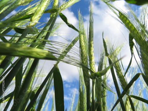 beautiful green cereal field natural landscape spikes straw food industry