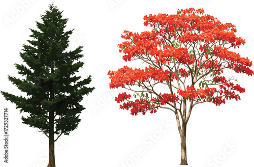 Evergreen pine tree illustration, red flowering tree vector, natural forest artwork, decorative botanical design, seasonal foliage, tropical outdoor landscape background