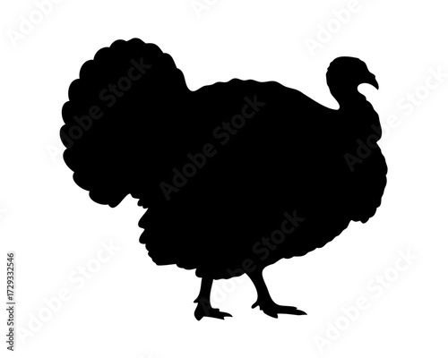 Turkey silhouette on white background showing full plumage and festive theme