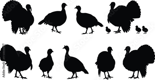 Turkey silhouette collection, wild turkey bird shapes, farm animal illustration, poultry wildlife design, black turkey outline, Thanksgiving symbol, bird silhouettes
